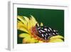 Fritillary Butterfly on a Daisy-Darrell Gulin-Framed Photographic Print