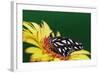 Fritillary Butterfly on a Daisy-Darrell Gulin-Framed Photographic Print