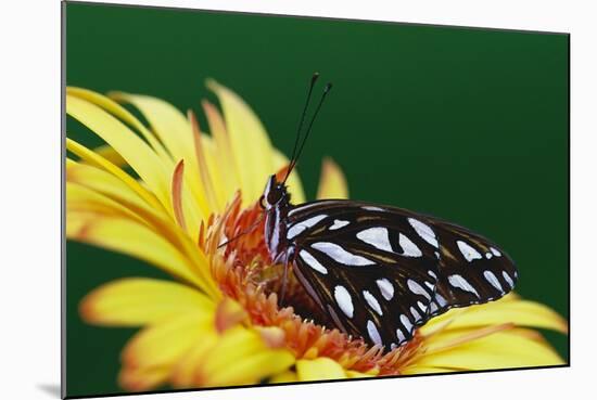 Fritillary Butterfly on a Daisy-Darrell Gulin-Mounted Photographic Print