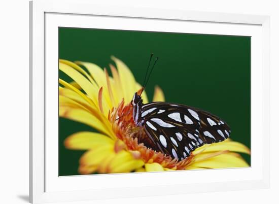 Fritillary Butterfly on a Daisy-Darrell Gulin-Framed Photographic Print