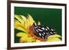 Fritillary Butterfly on a Daisy-Darrell Gulin-Framed Photographic Print