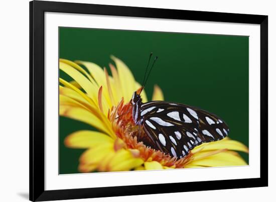 Fritillary Butterfly on a Daisy-Darrell Gulin-Framed Photographic Print