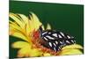 Fritillary Butterfly on a Daisy-Darrell Gulin-Mounted Photographic Print