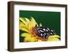 Fritillary Butterfly on a Daisy-Darrell Gulin-Framed Photographic Print