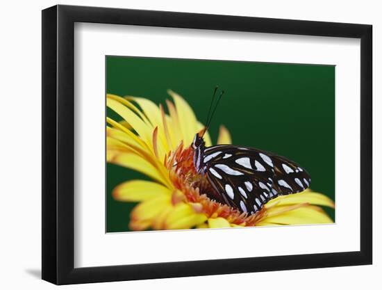 Fritillary Butterfly on a Daisy-Darrell Gulin-Framed Photographic Print