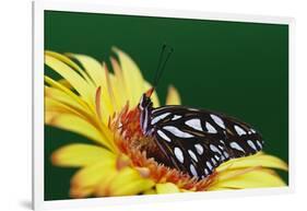 Fritillary Butterfly on a Daisy-Darrell Gulin-Framed Photographic Print