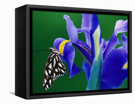 Fritillary Butterfly on a Dutch Iris-Darrell Gulin-Framed Stretched Canvas