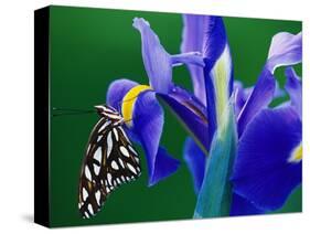 Fritillary Butterfly on a Dutch Iris-Darrell Gulin-Stretched Canvas