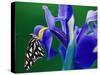 Fritillary Butterfly on a Dutch Iris-Darrell Gulin-Stretched Canvas