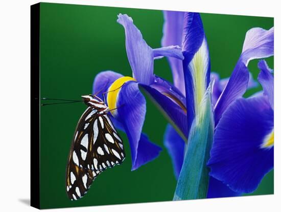 Fritillary Butterfly on a Dutch Iris-Darrell Gulin-Stretched Canvas