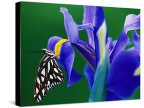 Fritillary Butterfly on a Dutch Iris-Darrell Gulin-Stretched Canvas