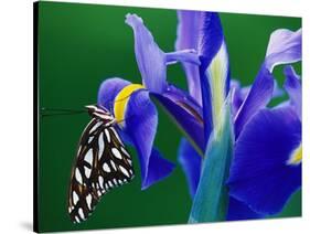 Fritillary Butterfly on a Dutch Iris-Darrell Gulin-Stretched Canvas