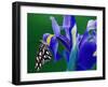 Fritillary Butterfly on a Dutch Iris-Darrell Gulin-Framed Premium Photographic Print