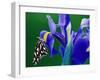 Fritillary Butterfly on a Dutch Iris-Darrell Gulin-Framed Premium Photographic Print