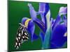 Fritillary Butterfly on a Dutch Iris-Darrell Gulin-Mounted Premium Photographic Print