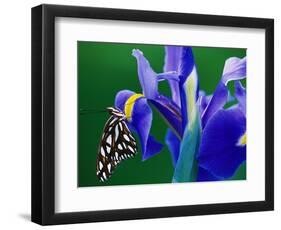 Fritillary Butterfly on a Dutch Iris-Darrell Gulin-Framed Photographic Print