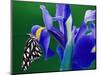 Fritillary Butterfly on a Dutch Iris-Darrell Gulin-Mounted Photographic Print