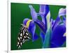 Fritillary Butterfly on a Dutch Iris-Darrell Gulin-Framed Photographic Print