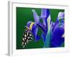 Fritillary Butterfly on a Dutch Iris-Darrell Gulin-Framed Photographic Print