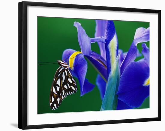 Fritillary Butterfly on a Dutch Iris-Darrell Gulin-Framed Photographic Print