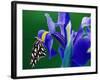 Fritillary Butterfly on a Dutch Iris-Darrell Gulin-Framed Photographic Print