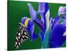 Fritillary Butterfly on a Dutch Iris-Darrell Gulin-Stretched Canvas