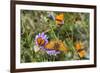 Fritillary butterfly with Scarce copper butterflies, Alps, France-Konrad Wothe-Framed Photographic Print