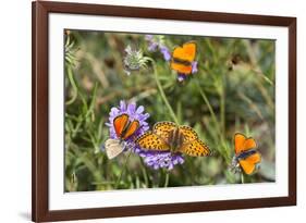 Fritillary butterfly with Scarce copper butterflies, Alps, France-Konrad Wothe-Framed Photographic Print