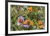 Fritillary butterfly with Scarce copper butterflies, Alps, France-Konrad Wothe-Framed Photographic Print