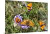 Fritillary butterfly with Scarce copper butterflies, Alps, France-Konrad Wothe-Mounted Photographic Print