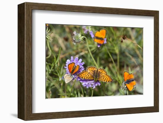 Fritillary butterfly with Scarce copper butterflies, Alps, France-Konrad Wothe-Framed Photographic Print