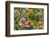 Fritillary butterfly with Scarce copper butterflies, Alps, France-Konrad Wothe-Framed Photographic Print