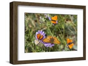 Fritillary butterfly with Scarce copper butterflies, Alps, France-Konrad Wothe-Framed Photographic Print