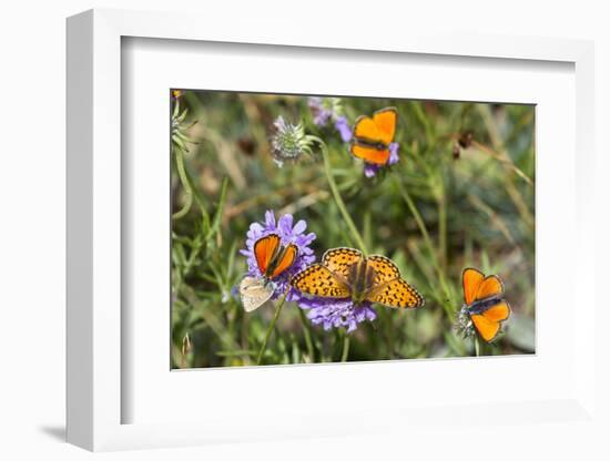 Fritillary butterfly with Scarce copper butterflies, Alps, France-Konrad Wothe-Framed Photographic Print