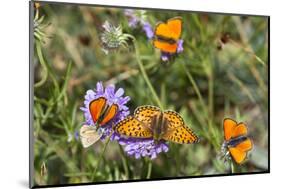 Fritillary butterfly with Scarce copper butterflies, Alps, France-Konrad Wothe-Mounted Photographic Print
