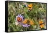 Fritillary butterfly with Scarce copper butterflies, Alps, France-Konrad Wothe-Framed Stretched Canvas