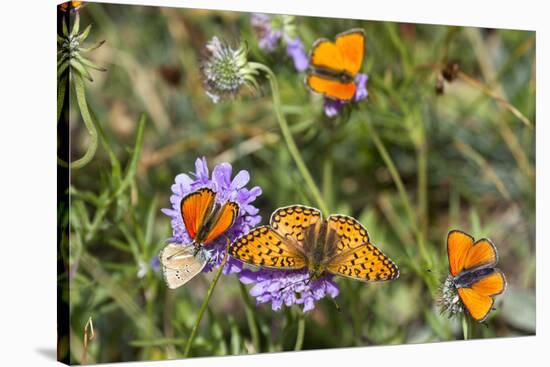Fritillary butterfly with Scarce copper butterflies, Alps, France-Konrad Wothe-Stretched Canvas