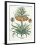 Fritillary: Corona Imperialis Florum Classe Duplici, from the 'Hortus Eystettensis' by Basil Besler-German School-Framed Giclee Print