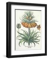 Fritillary: Corona Imperialis Florum Classe Duplici, from the 'Hortus Eystettensis' by Basil Besler-German School-Framed Giclee Print