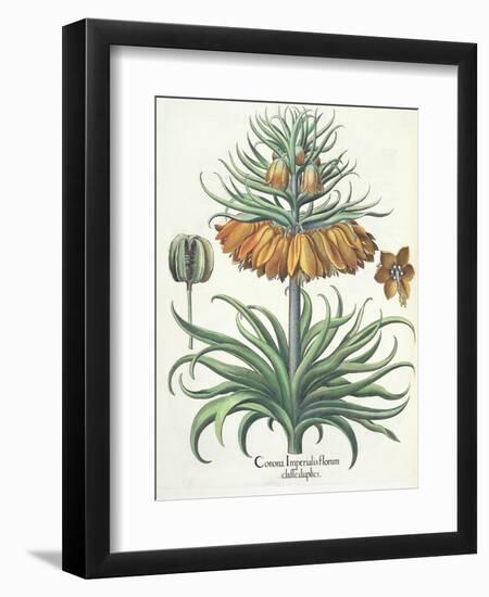 Fritillary: Corona Imperialis Florum Classe Duplici, from the 'Hortus Eystettensis' by Basil Besler-German School-Framed Giclee Print