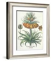 Fritillary: Corona Imperialis Florum Classe Duplici, from the 'Hortus Eystettensis' by Basil Besler-German School-Framed Giclee Print