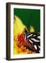 Fritillary on Daisy-Darrell Gulin-Framed Photographic Print