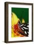 Fritillary on Daisy-Darrell Gulin-Framed Photographic Print