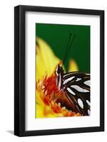 Fritillary on Daisy-Darrell Gulin-Framed Photographic Print