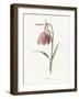 Fritillary-Gwendolyn Babbitt-Framed Art Print