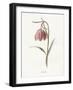 Fritillary-Gwendolyn Babbitt-Framed Art Print