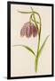 Fritillary-null-Framed Art Print