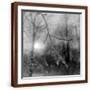 Brown Frame