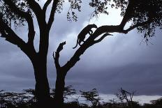 Leopard (Panthera pardus) Silhoutte of male in tree - Masai Mara, Kenya-Fritz Polking-Photographic Print