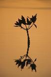 Mangrove (Rhizophora sp.) seedling at sunset, Sanibel Island, Florida, USA-Fritz Polking-Photographic Print
